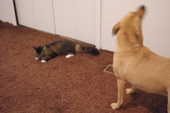 f0004775_5472295.jpg
