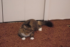 f0004775_5475172.jpg