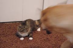 f0004775_54865.jpg
