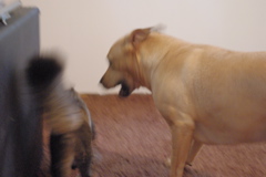 f0004775_549328.jpg