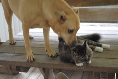 f0004775_550927.jpg