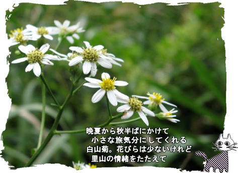 f0137096_17114956.jpg