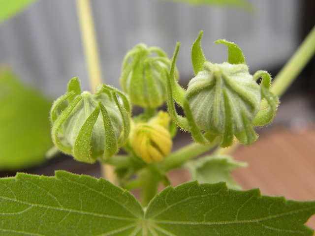 f0069723_16332240.jpg