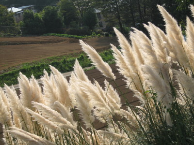 e0113254_0173570.jpg