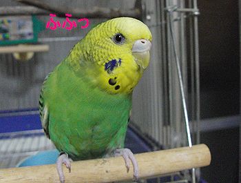 f0196665_0404551.jpg