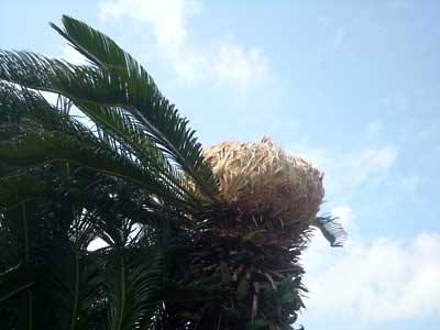 e0097770_22352532.jpg