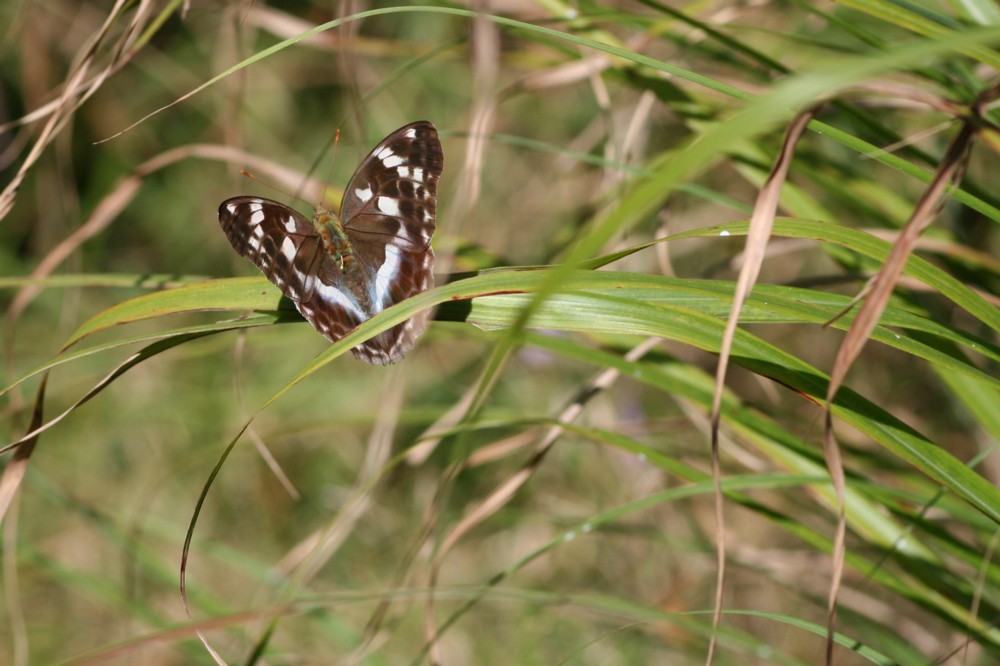 b0088772_13312131.jpg