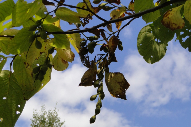 c0183777_20133347.jpg