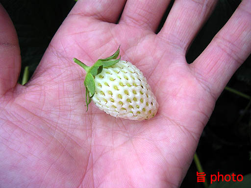 b0061004_416522.jpg