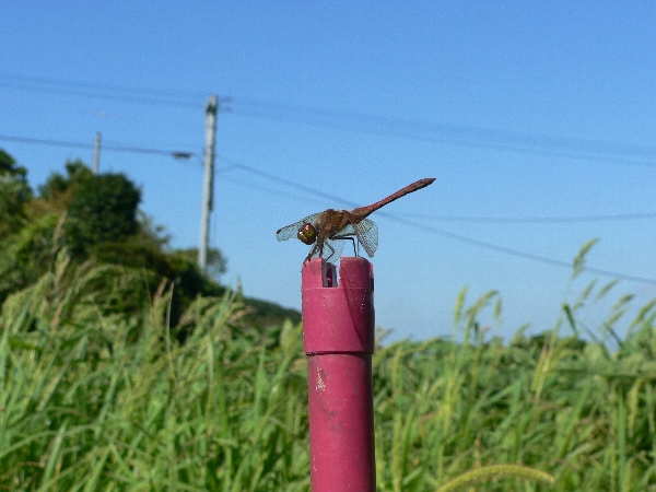 e0002314_23252637.jpg