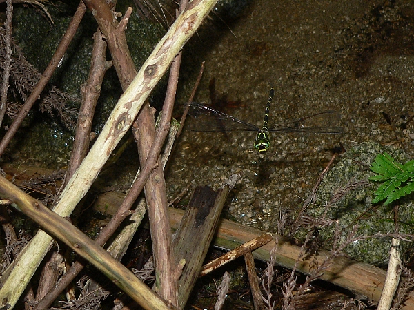 e0002314_23295074.jpg