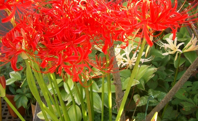 c0025140_17563768.jpg