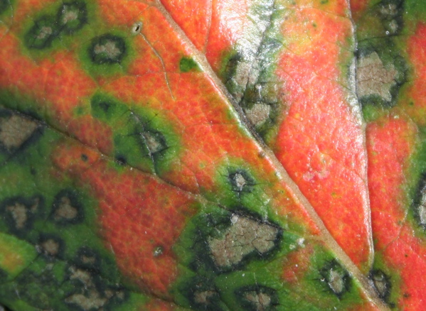e0009049_23531155.jpg