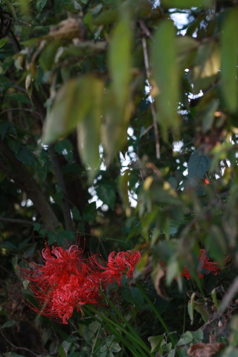 b0039350_21522471.jpg