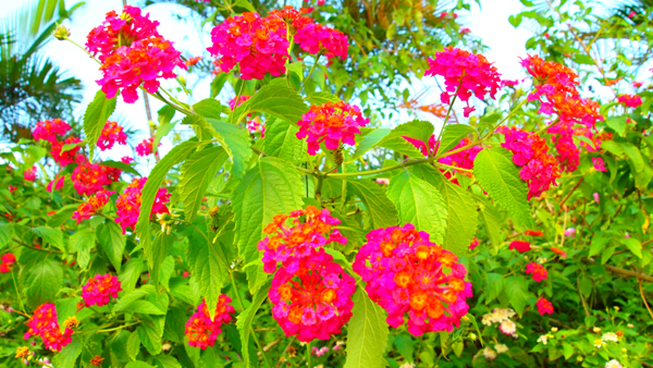 b0138768_617041.jpg