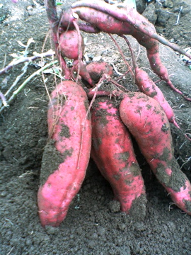 f0054677_985027.jpg