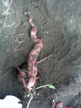 f0054677_992922.jpg