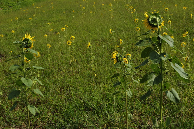 b0102780_723253.jpg