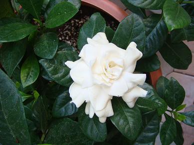 c0002590_14372418.jpg