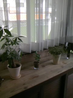 f0196014_19553742.jpg