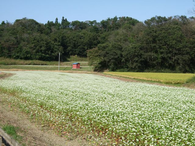 c0025422_9522930.jpg