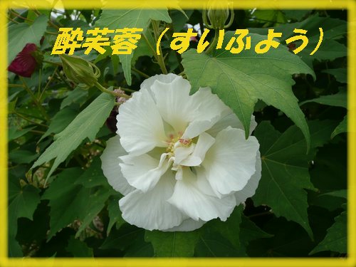 c0009528_22154521.jpg