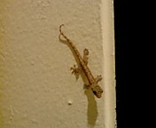 c0051529_2340360.jpg
