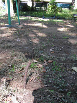 e0181546_16423596.jpg