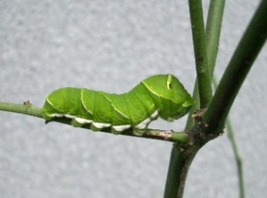 c0186463_1447196.jpg
