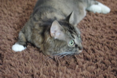 f0004775_5425547.jpg