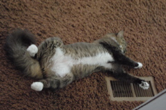 f0004775_54419.jpg