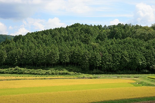 e0190885_2042691.jpg