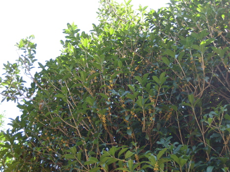 e0123299_18275.jpg