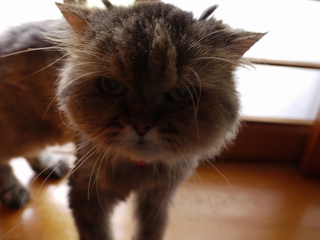 c0187403_1664717.jpg