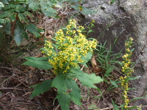 d0024504_17153517.jpg