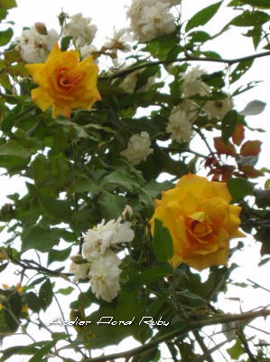 d0001008_1824173.jpg