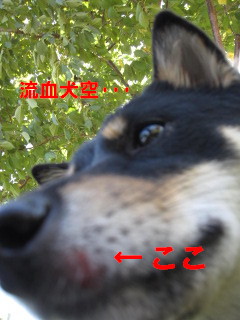 c0185516_10505288.jpg