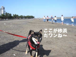 c0185516_11524146.jpg
