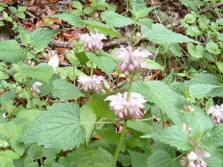 c0077338_20504772.jpg