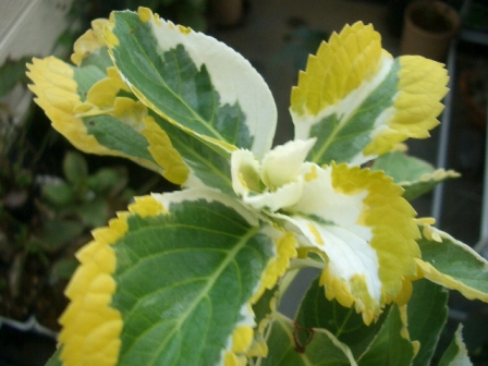 c0025140_18585343.jpg
