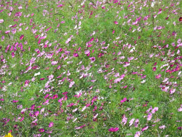 c0157540_21123738.jpg
