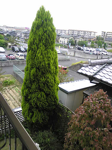 c0181543_1755641.jpg