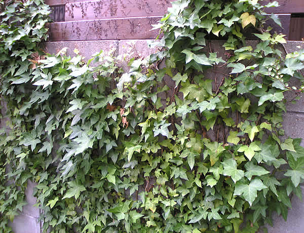 c0181543_1817295.jpg