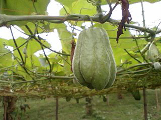 c0011446_21274927.jpg