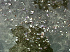 e0005548_12102827.jpg