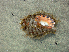 e0005548_12104137.jpg