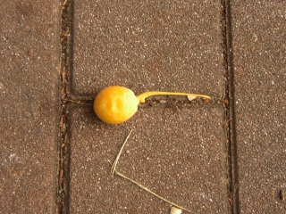 a0068350_5362926.jpg