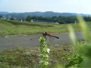 b0079965_546975.jpg