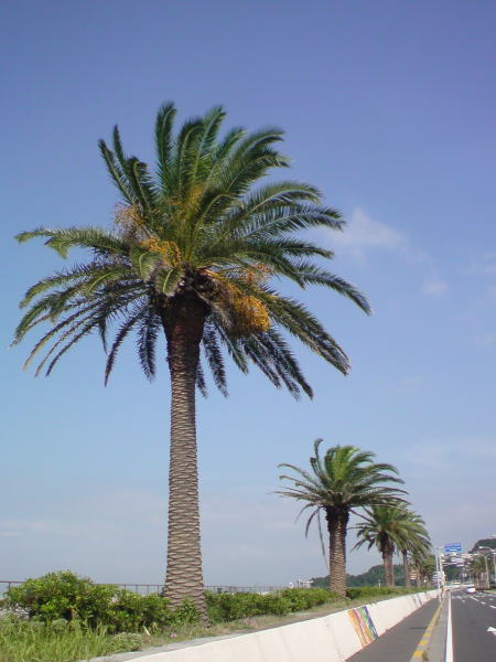 e0153367_9321855.jpg