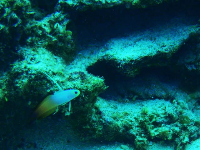 e0147575_11181321.jpg